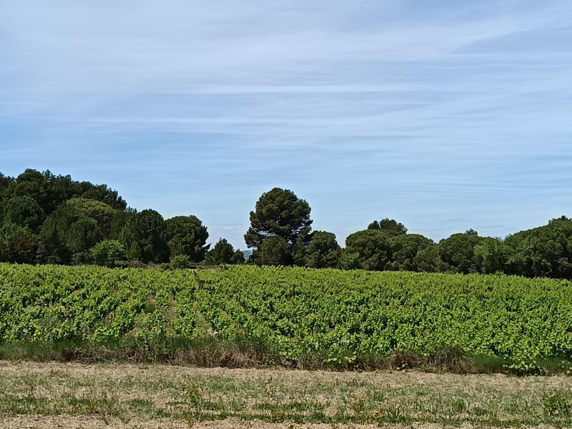 Maison Magnolia Marcorignan Bagian luar foto